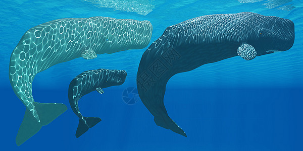 Sperm 鲸鱼海洋生物哺乳动物插图野生动物小牛鲸目海上生活母亲游泳动物图片
