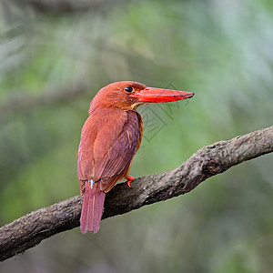 Kingfisher海王号野生动物森林男性羽毛红色鸟类动物群动物荒野图片