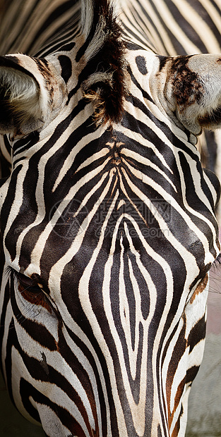 共同斑骨哺乳动物公园黑色动物条纹荒野毛皮野生动物细纹皮肤图片