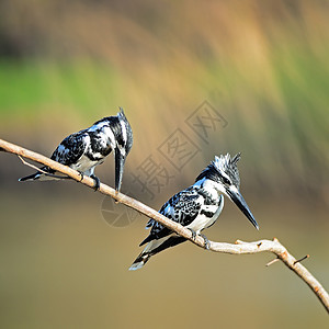 钓鱼王花斑动物群黑色翅膀白色野生动物动物荒野国家羽毛图片