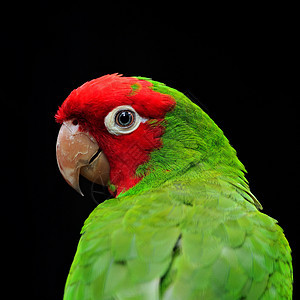 红色遮光色宠物羽毛动物绿色热带鸟类鹦鹉蒙面异国眼睛图片