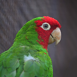 红色遮光色鹦鹉荒野绿色动物异国羽毛蒙面眼睛鸟类宠物图片