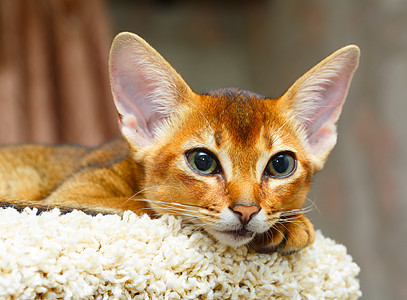 阿比西尼小猫猫科动物棕色晶须好奇心耳朵毛皮哺乳动物动物红色眼睛图片