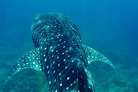 在马尔代夫水晶清蓝的蓝水中游泳的鲸鱼鲨鱼鼻齿兽蓝色动物旅行野生动物海洋生物潜水浮潜动物群盐水图片