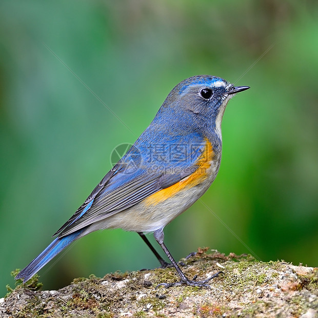 蓝尾Bluetail动物翅膀荒野蓝色蓝天鹅森林热带野生动物红色鸟类图片