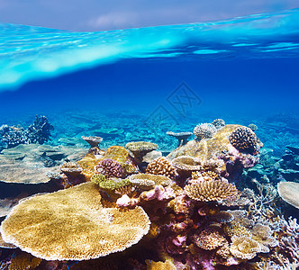 马尔代夫的珊瑚礁蓝色呼吸管海洋荒野潜水异国情调海上生活动物珊瑚图片