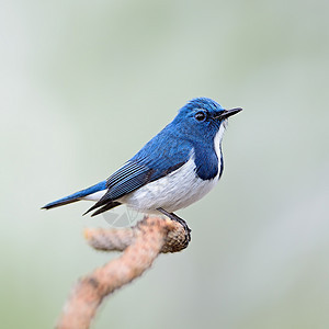 捕猎者Flypathere男性动物群蓝色睫状肌白色热带国家动物森林野生动物图片