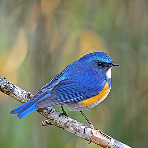 喜马拉雅男性鸟类橙子荒野动物蓝色蓝尾红鱼白色野生动物衬套图片