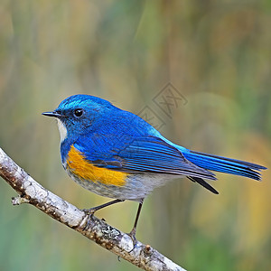 喜马拉雅男性荒野白色橙子蓝色衬套野生动物动物蓝尾红鱼鸟类图片