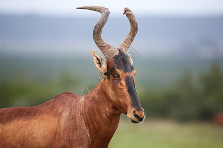 红色的哈特峰羚羊大草原尾巴狍子哺乳动物荒野动物野生动物棕色草原喇叭图片