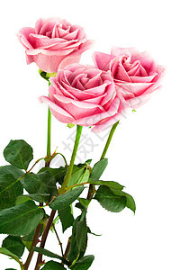三朵玫瑰花弹性绿色红色文化季节植物花店粉色生活花瓣图片