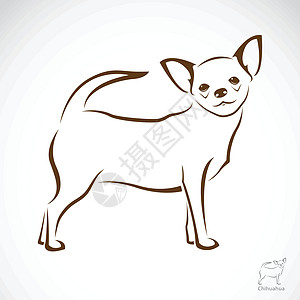 一只吉华狗的矢量图像白色犬类棕色夹子插图伴侣耳朵绘画微笑玩具图片