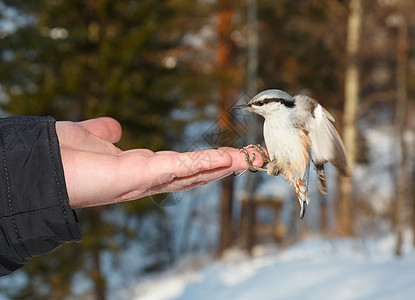 欧亚Nuthatch鸟类动物棕榈野生动物羽毛灰色树木荒野手臂眼睛图片