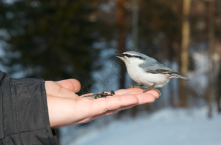 欧亚Nuthatch羽毛眼睛动物野生动物鸟类手臂森林棕榈灰色树木图片