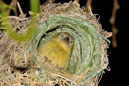 筑巢时的南面女性面具织物图片