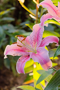粉粉丽百合百合花束花园植物群紫色植物粉色香味叶子绿色图片