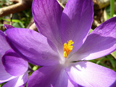 黄色的花蕊库存紫色免版税花瓣照片阳光背景图片