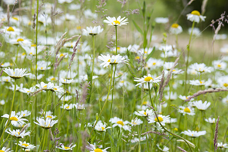 草地中的小菊花洋甘菊场景宏观花园花瓣生长香气植物环境场地图片