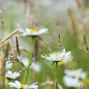 草地中的小菊花种子季节洋甘菊环境甘菊场景花瓣植物生长花粉图片