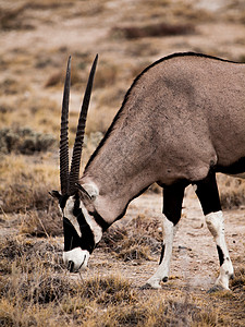 Oryx 蚂蚁座羚羊瞪羚山羊栖息地野生动物荒野哺乳动物手表食草大草原图片