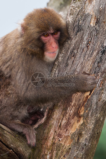 马卡克雪猴子的荒野毛皮温泉野生动物栖息地头发动物园灵长类旅行旅游图片