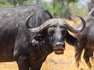 愤怒的水牛男性食肉身体力量环境哺乳动物野生动物喇叭警报荒野图片