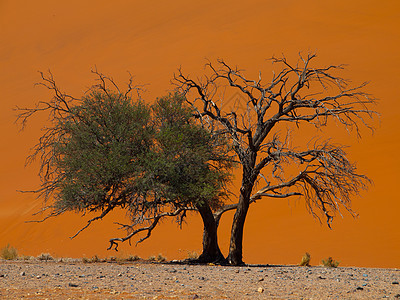 纳米德沙漠第45号迪内45号丘陵前的阿卡西亚树纳米布太阳橙子公园阴影沙漠干旱风景航向日落图片