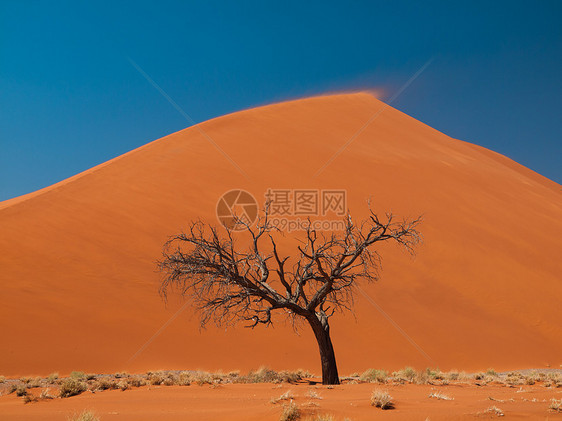 纳米德沙漠第45号迪内45号丘陵前的阿卡西亚树纳米布沙丘荒野公园干旱太阳风景爬坡日落沙漠图片
