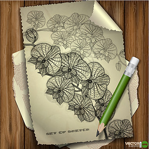 一组手绘元素的各种元素草图框架植物群墨水插图铅笔羽毛绘画边界涂鸦图片