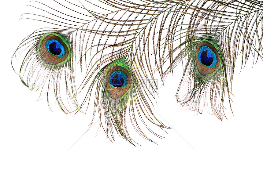 白上孤立的孔雀羽毛美丽情调眼睛宏观装饰金子野生动物动物艺术尾巴风格图片
