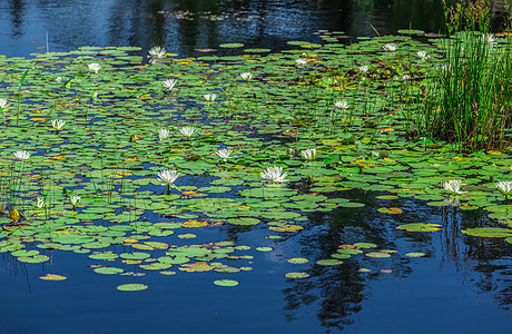 湖上有很多百合板季节叶子阳光植物花瓣青年宏观荷花植物群池塘图片