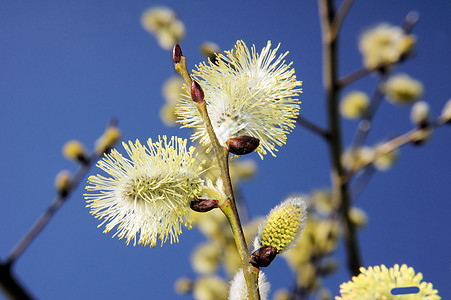 ccatkins 宏图片