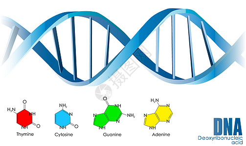 DNA矢量图片