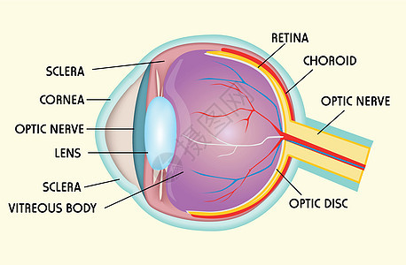 眼部结构图片