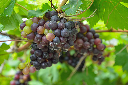 葡萄树上的葡萄农场水果拉子摄影植物眼角地面圆形阳光葡萄叶图片