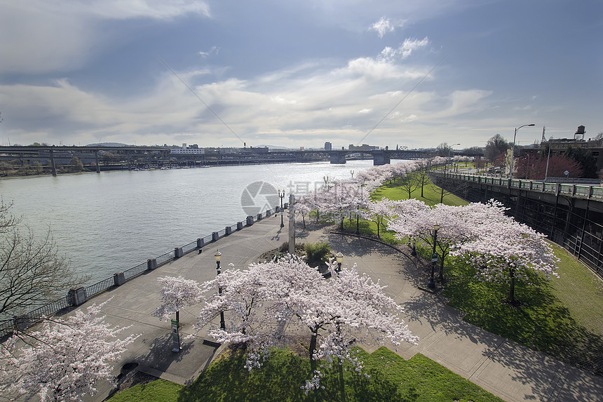 波特兰维拉梅特河沿岸樱桃花图片