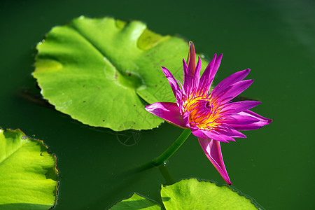 特写多彩紫色紫水百合花百合异国冥想环境热带植物学宏观植物荷花植物群图片