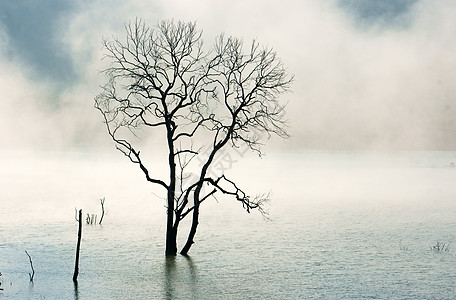 令人惊叹的景象 大自然与干枯树 湖泊 雾图片