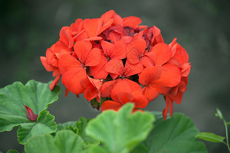 天竺葵红色花园绿色植物群照片叶子植物学背景图片