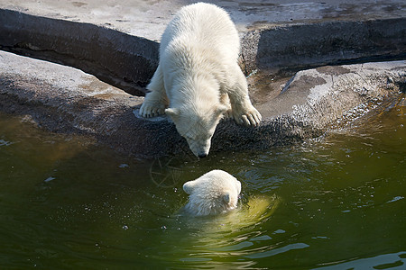 两只北极白熊婴儿鸟舍哺乳动物捕食者濒危动物园图片