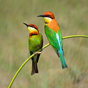 栗子头食蜜蜂者环境野生动物公园荒野热带羽毛动物群橙子动物图片