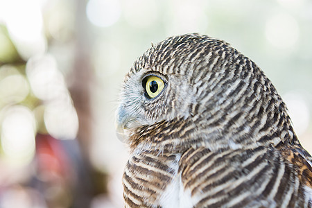 一只猫头鹰的尾巴眼睛野生动物环境动物园鸟类羽毛捕食者图片