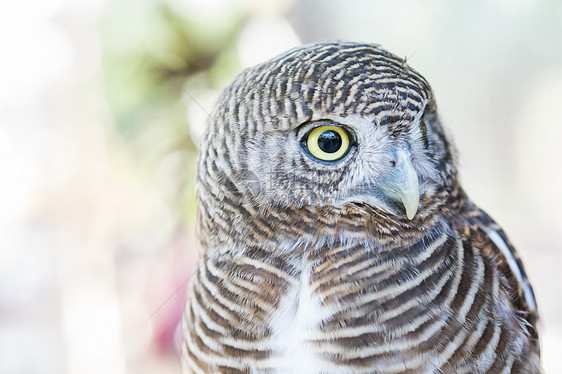 一只猫头鹰的尾巴捕食者羽毛动物园环境野生动物鸟类眼睛图片