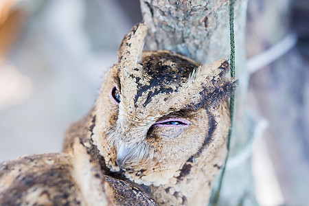 一只猫头鹰的尾巴眼睛羽毛环境野生动物捕食者鸟类动物园图片