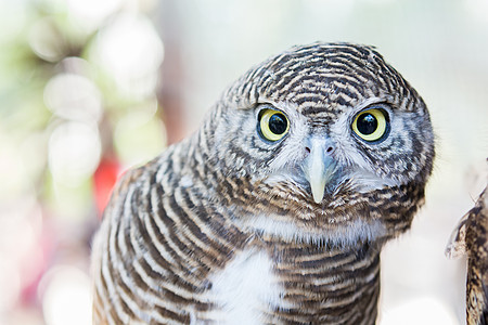 一只猫头鹰的尾巴鸟类眼睛羽毛捕食者动物园野生动物环境图片