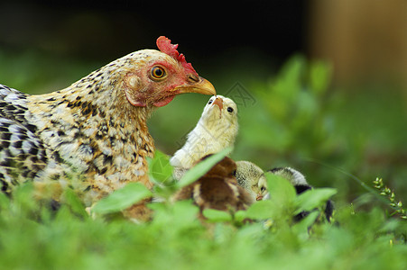 把一只母鸡 和青草中的小鸡宝宝合起来图片