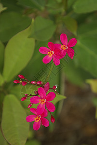 小红花的宏宏观黄色季节粉色叶子绿色背景