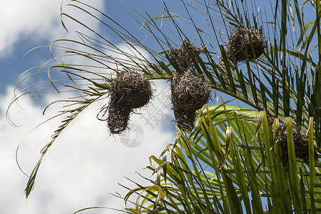 非洲编织鸟巢图片