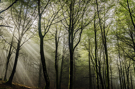 神秘森林棕色木头时间射线戏剧性辉光土地太阳绿色树木图片