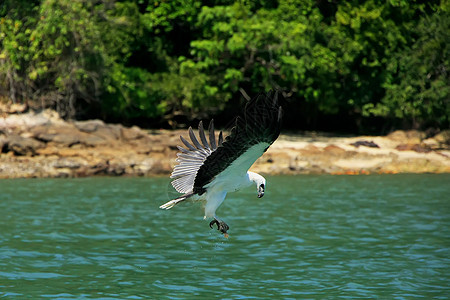 马来西亚兰卡维岛白敌海鹰捕猎活动少女大理石荒野白胸飞行森林海峡地理群岛白腹图片